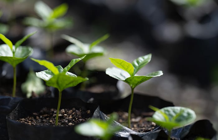 Coffee-seedlings